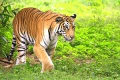 Golden Triangle with Ranthambhore Tour