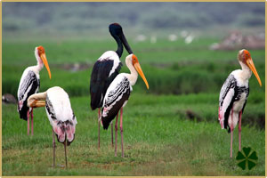 Golden Triangle with Bharatpur Tour